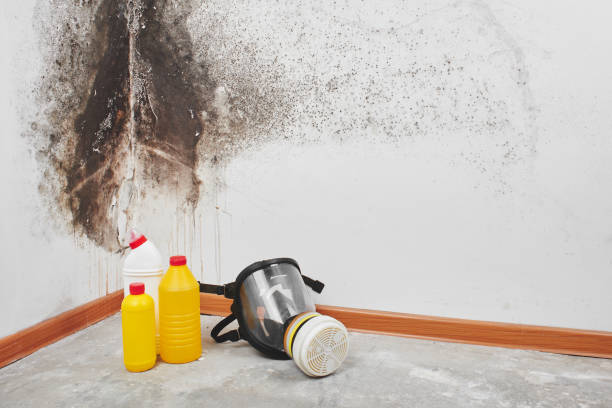 Birch Run, MI Mold Removal Company