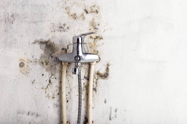 Best Mold Testing  in Birch Run, MI