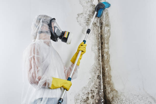 Best Local Mold Removal Service  in Birch Run, MI