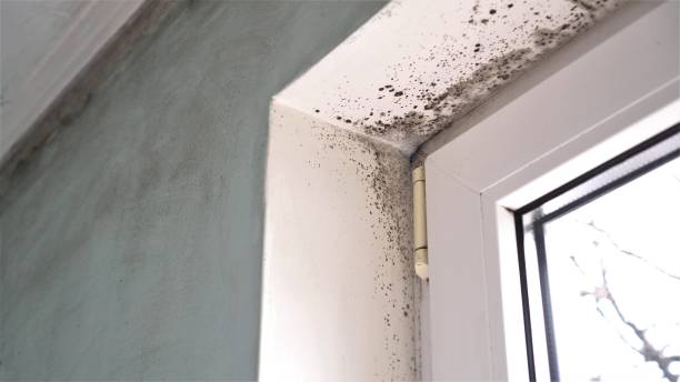 Best Certified Mold Removal  in Birch Run, MI