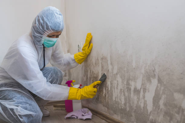 Best Residential Mold Removal  in Birch Run, MI