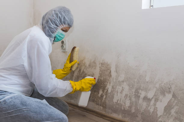 Best Residential Mold Removal  in Birch Run, MI