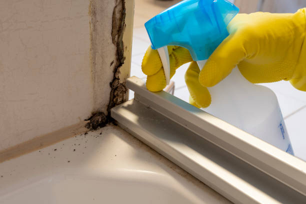 Best Office Mold Removal Services  in Birch Run, MI