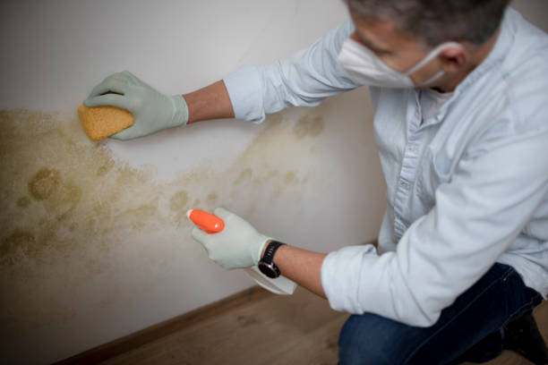 Mold Testing and Removal in Birch Run, MI