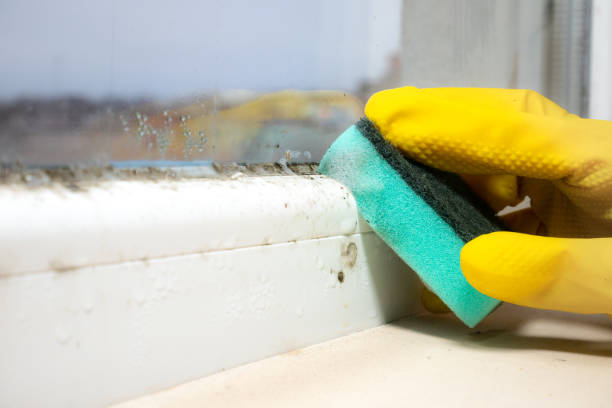 Best Mold Testing and Removal  in Birch Run, MI