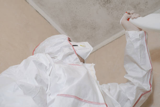 Best Best Mold Removal Companies  in Birch Run, MI