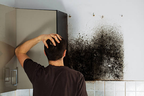 Professional Mold Removal in Birch Run, MI