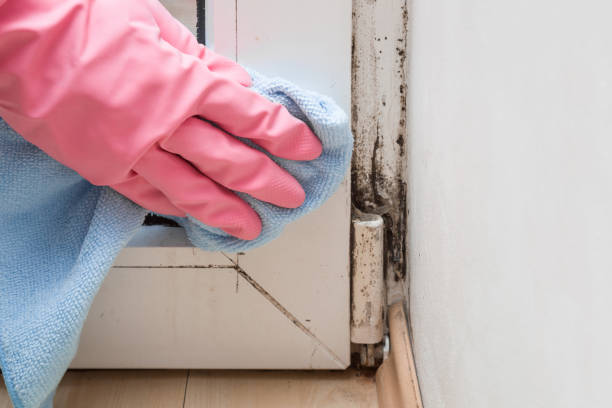 Office Mold Removal Services in Birch Run, MI