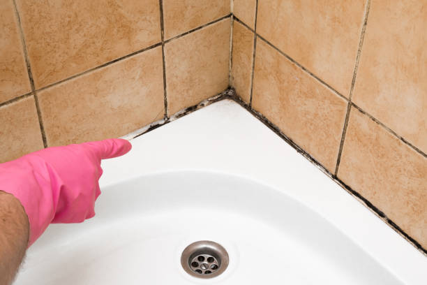 Home Mold Removal in Birch Run, MI