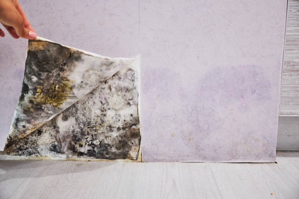 Best Home Mold Removal  in Birch Run, MI